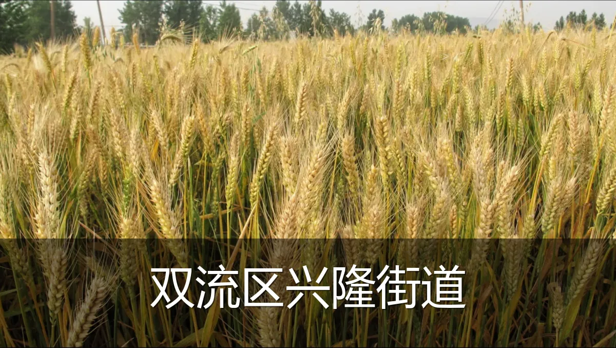 双流区兴隆街道